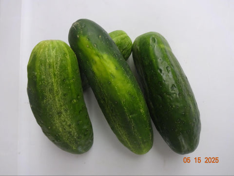 CUCUMBER